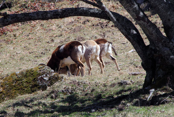 Mouflons au pied du Puy de Sancy - Le Mont Dore - Auvergne - France (Avril 2013)