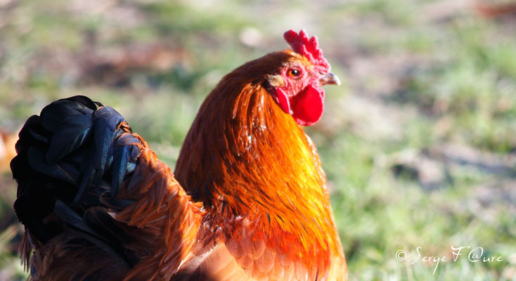 Coq
