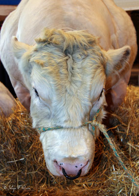 Taureau Blanc-Bleu-Belge - Salon de l'agriculture à Paris - France - 2006