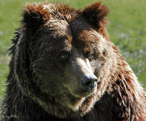 Ours brun (Ursus arctos)