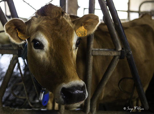 "Fée" Vache Aubrac à la ferme - Massif du Sancy - Auvergne - France
