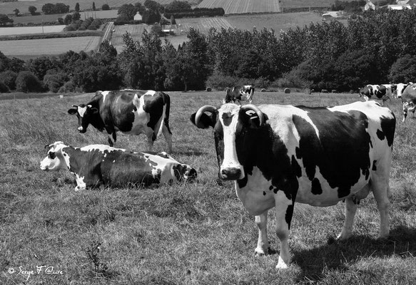 Vaches Bretonnes et Normandes - Côtes d'Armore - Bretagne - France