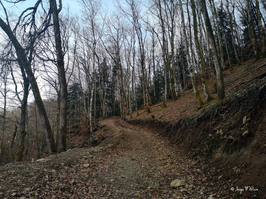 Sur le PR en allant vers la Bourboule - Mes randonnées - Massif du Sancy - Auvergne - France