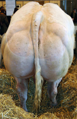 Charolais de derrière