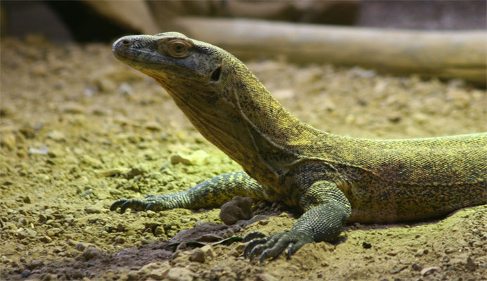 Dragon de Komodo