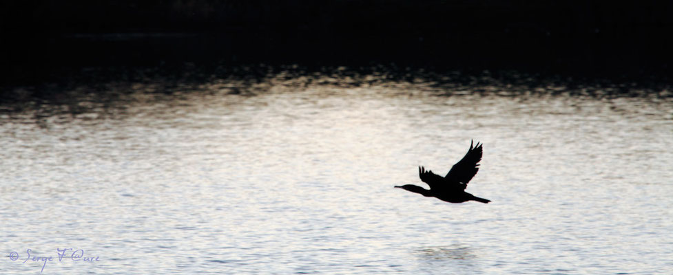 Vol du Cormoran au crépuscule - Décembre 2011