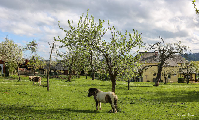 Les poneys dans leur propriété normande à Jumièges - Normandie - France