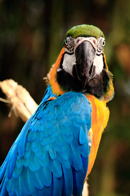 Ara bleu et jaune (Ara ararauna)