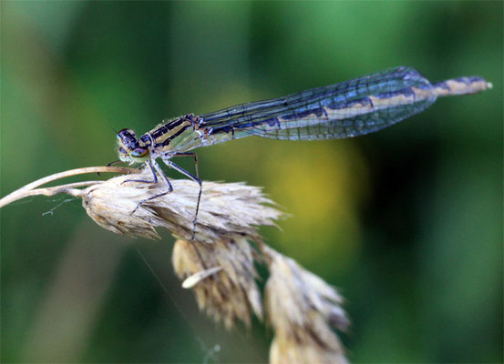 Libellule