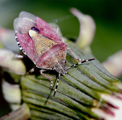 Punaise terrestre (Carpocoris pudicus)