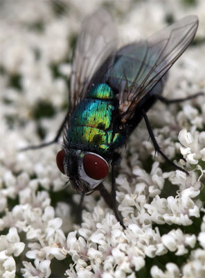 Gymnocheta viridis