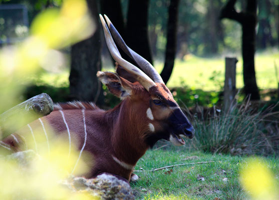 Bongo