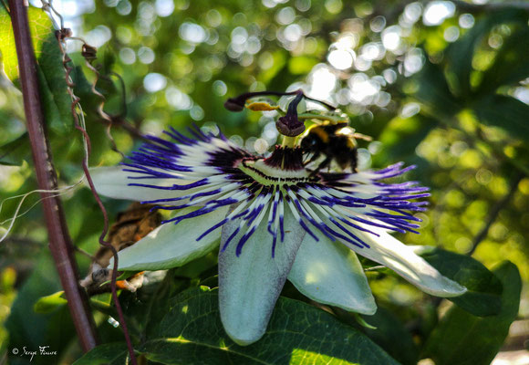 La passiflore officinale (Passiflora incarnata) - Eauze - Gers - Pays de l'Armagnac - France - Sur le chemin de Compostelle 