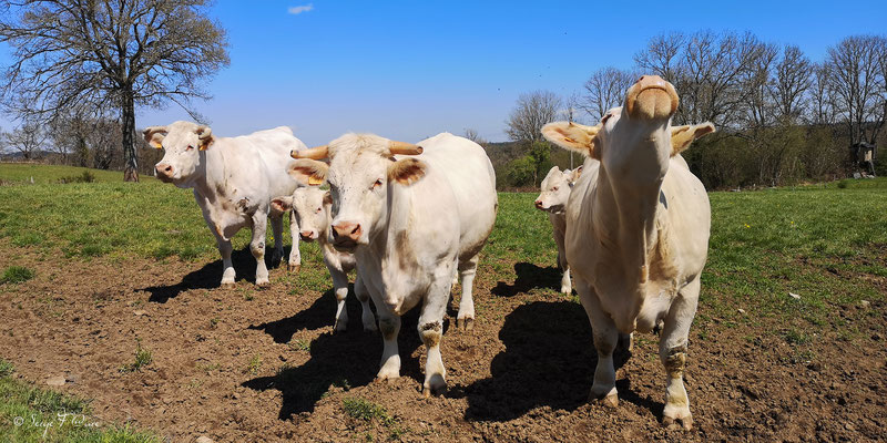 Vaches et veaux Charolais à Singlet dans les Combrailles - Auvergne - France