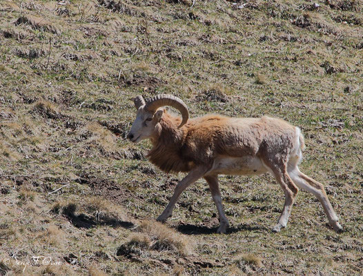 Mouflon mâle albinos aux Egravats au pied du Sancy - Massif du Sancy - Auvergne - France 