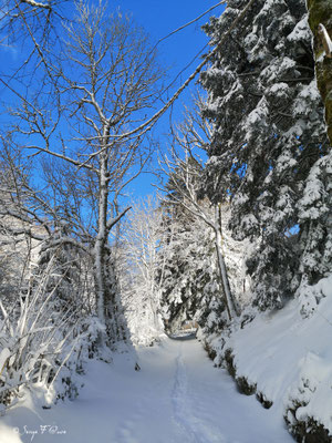 Chemin des caves - Murat le Quaire - Massif du Sancy - Auvergne - France