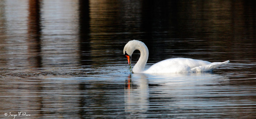 Le Cygne tuberculé ou Cygne muet (Cygnus olor)