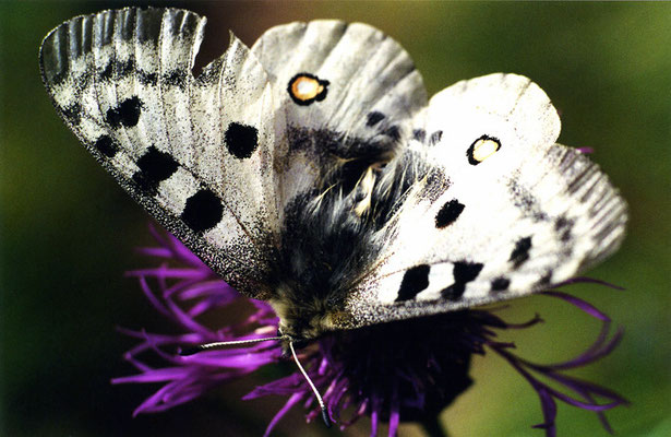 Papillon (lépidoptère) "Parnassius apollo - L'Apollon - Apollo"