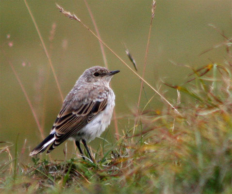 Pipit sponcielle-Les Hauts Plateaux du Vercors-Août 2007