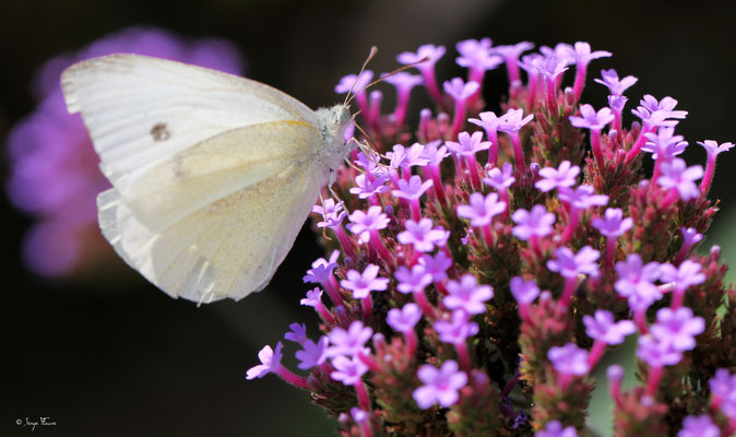 Papillon blanc -  Piéride de la rave ou Petit blanc du chou - Classification : Lepidoptera > Ditrysia > Papilionoidea > Pieridae > Pierinae > Pieris rapae