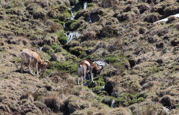 Mouflons mâles au pied du Puy de Sancy - Le Mont Dore - Auvergne - France