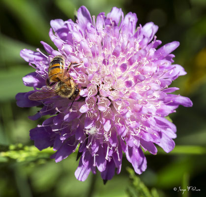 L' abeille (Anthophila) forment un clade d'insectes hyménoptères de la superfamille des Apoïdes