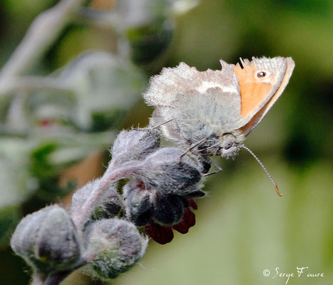 Le procris - Coenonympha pamphilus - Papillon sur Grande consoude (plante) - Parc ornithologique du Marquenterre - Baie de Somme - Picardie - France