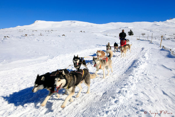 Chiens de traîneaux sur les plaines brûlées - Chastreix Sancy - Auvergne - France