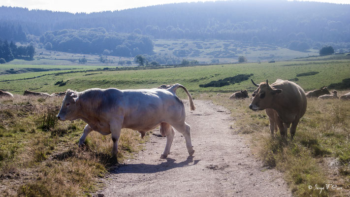 Taureau Charolais et vaches Aubrac sur les crêtes de la Margeride en arrivant à "Le Sauvage" en Gévaudan - France