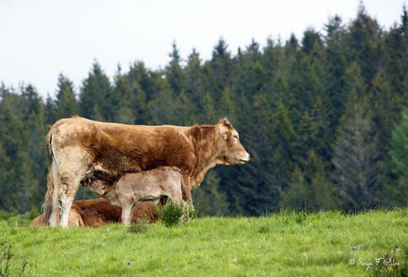 Scène pastorale (Veau sous la mère) - Massif du Sancy - Auvergne - France