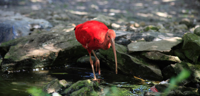 Ibis rouge (Eudocimus ruber)