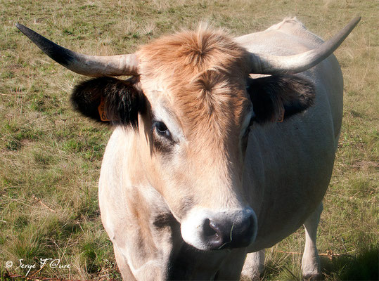 Troupeau de vaches et de taureau (race Aubrac) en arrivant à "Le Sauvage" (Chemin de Compostelle 2014)