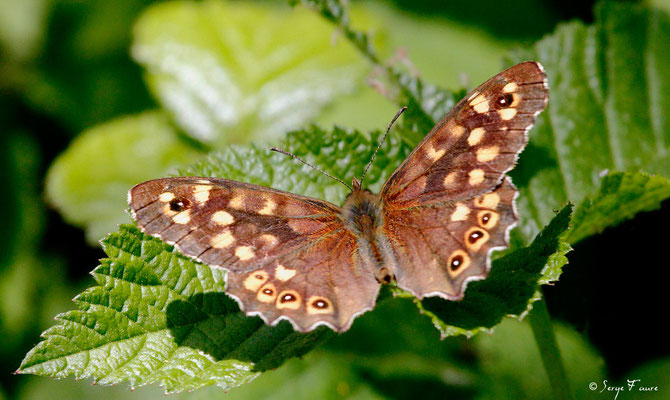 Le tircis - Pararge aegeria - Papillon (Parc ornithologique du Marquenterre) Baie de Somme - Picardie - France