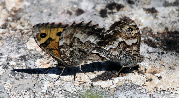 Mercure ou petit Agreste - Arethusana arethusa - L'accouplement du papillon (lépidoptère)