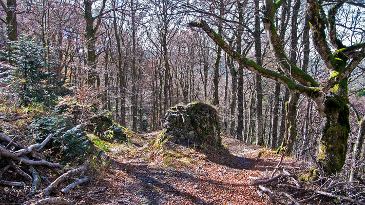 Chemin en direction de l'Usclade -  Murat le Quaire - Auvergne - France