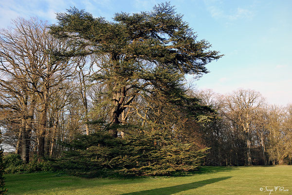 Parc du château de Breteuil - Choisel - Yvelines - Île de France