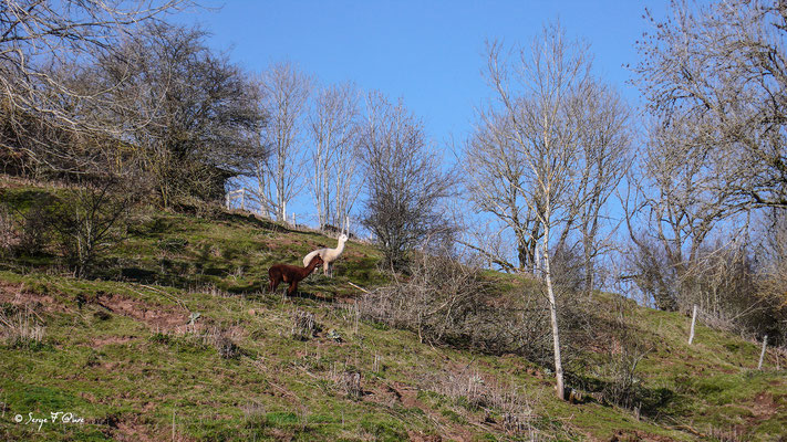 Lamas à St Sauves - Mes randonnées - Massif du Sancy - Auvergne - France