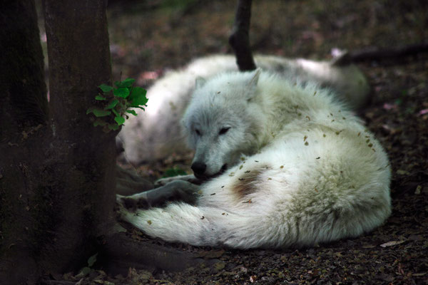Loup blanc (Canis lupus tundrarum)