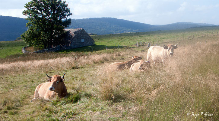 Troupeau de vaches et de taureau (race Aubrac) en arrivant à "Le Sauvage" - France - Sur le chemin de St Jacques de Compostelle (santiago de compostela) - Le Chemin du Puy ou Via Podiensis (variante par Rocamadour)