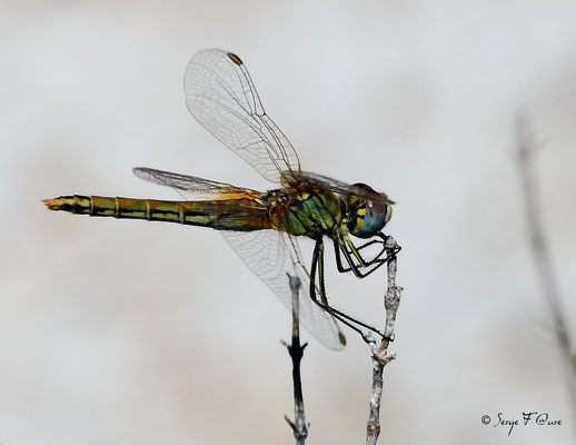 La libellule Sympétrum rouge sang ( Sympetrum sanguineum ) - femelle