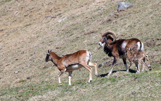 Mouflons (femelle, mâle et petit) au pied du Puy de Sancy - Le Mont Dore - Auvergne - France (Avril 2013)