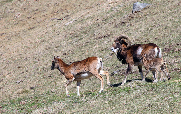 Mouflons (femelle, mâle et petit) au pied du Puy de Sancy - Le Mont Dore - Auvergne - France (Avril 2013)