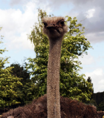 Portrait d'autruche