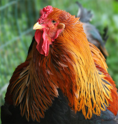 Coq