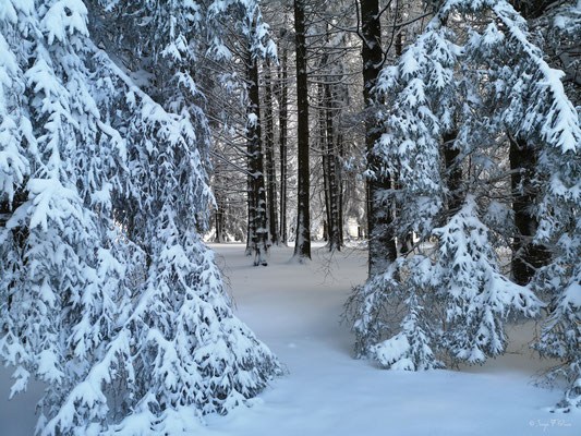 A travers la forêt enneigée - Murat le Quaire - Massif du Sancy - Auvergne - France 