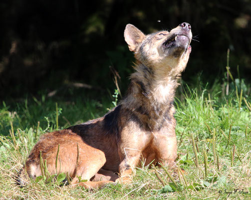 Loup Iberique (Canis lupus signatus) anciennement appelé Loup d'Espagne
