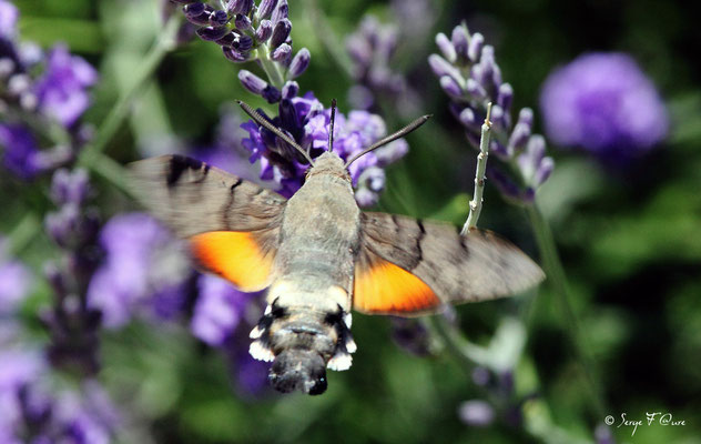 Moro-sphinx ou Sphinx colibri ou Sphinx du caille-lait - Macroglossum stellatarum (lépidoptère)