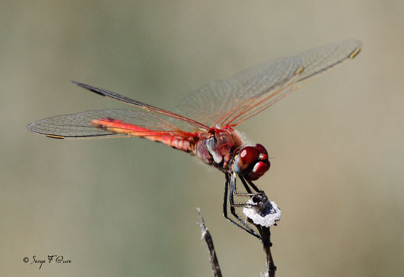 La libellule Sympétrum rouge sang ( Sympetrum sanguineum ) - mâle