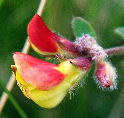 Lotier cornicule (Lotus corniculatus)