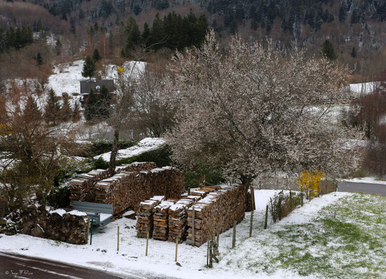 Paysage de neige - Murat le Quaire - Massif du Sancy  - Auvergne - France